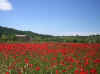 poppyfield.jpg (53657 bytes)