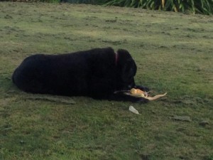 Scarlet happily munching away on an ear of corn.