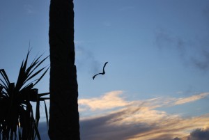 A large fruit bat flying through the palm trees.