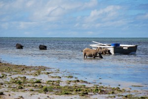 Pigs rooting at low tide.