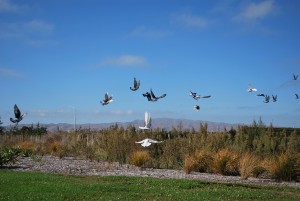 A training flight in the midst of the dry Central Hawke's Bay.