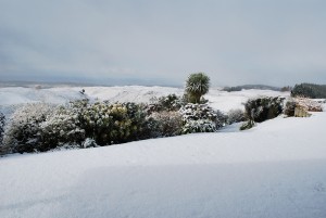 Morning Snow