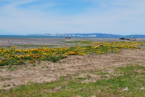 Spring flowers blooming near the beach with Cape Kidnapper's in the background.