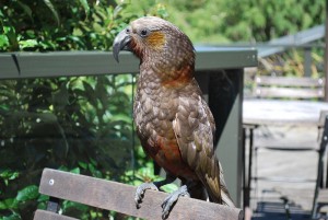 The curious Kaka comes to our table to have a look at the food selection.