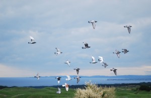 Our first group of this year's babies practicing their flying skills.