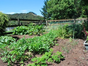 Herb Garden