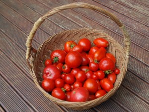 Ripe Tomatoes