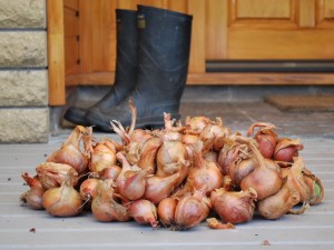 Shallot Harvest