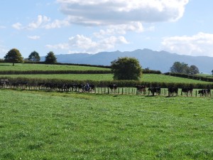 A farmer down the road takes his cows to the milking shed.