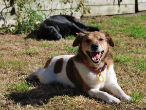 Relaxing In The Back Yard