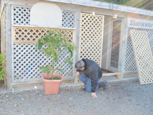 Jim's work on the pigeon loft is a never-ending project.