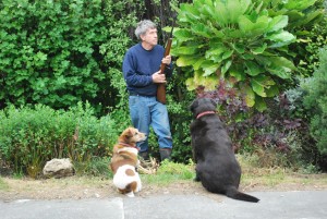 Jim, JR and Scarlet on starling patrol.