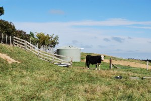 The new tank in place... with a big steer to look after it.