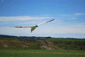 Soaring Gannet