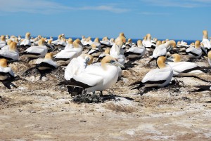 Gannet Close Up