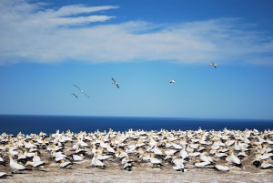 Colony of Gannets