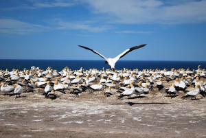 Gannet With Food