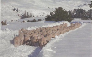 Sheep head down a cleared path in the snow.